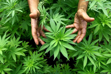 Marihuana legal en mexico
